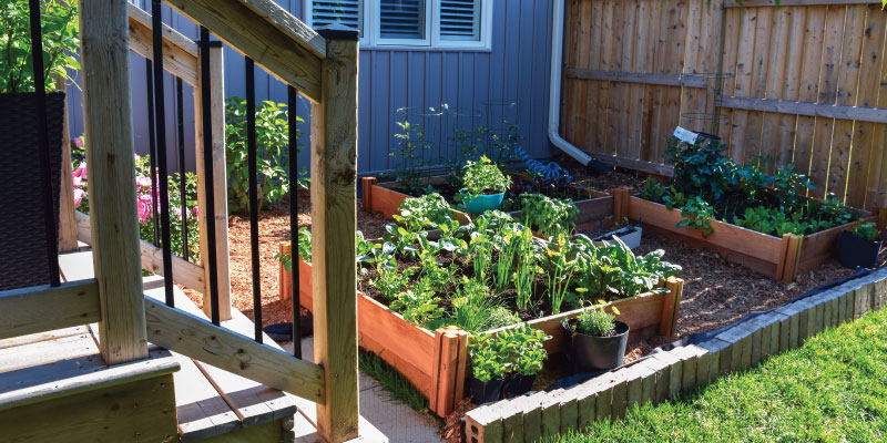 backyard garden