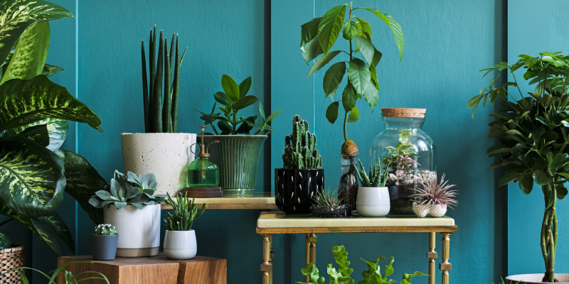 layers of greenery on shelves in a room with green walls