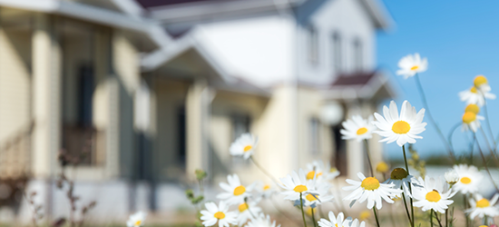 spring flowers in front of house